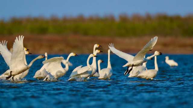 图集|小天鹅做客“条子泥”湿地