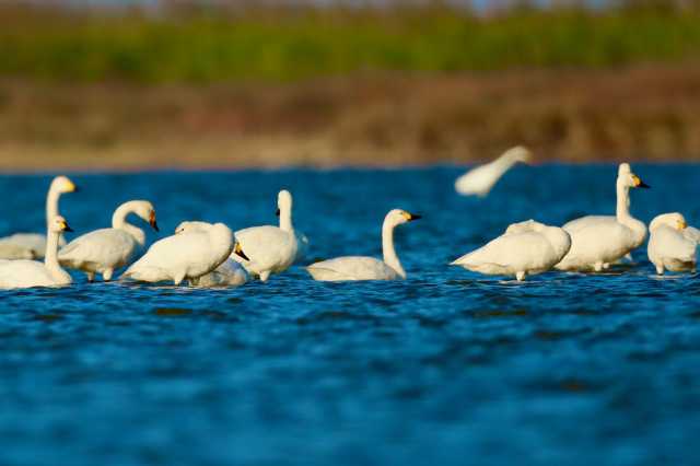图集|小天鹅做客“条子泥”湿地