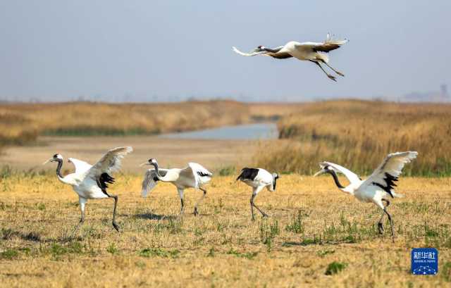 大美湿地城市丨盘锦