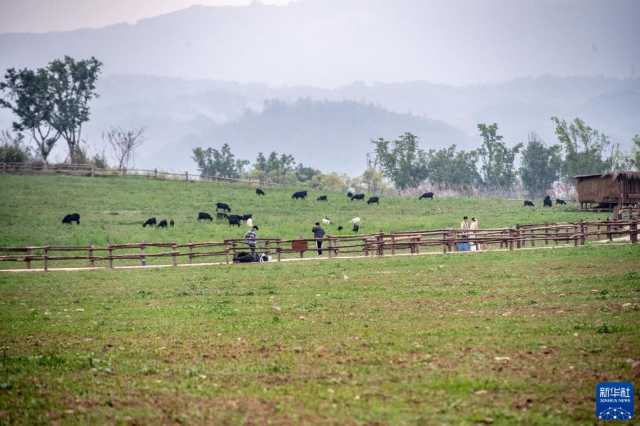 新华全媒+丨“鸟博士”见证长江上游最大江心岛生态蝶变