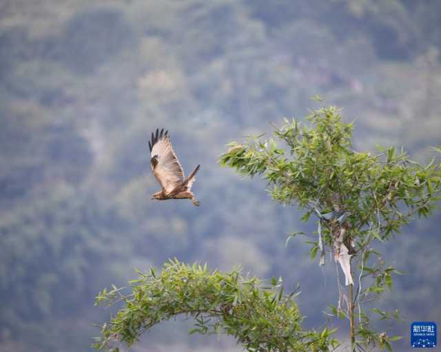 新华全媒+丨“鸟博士”见证长江上游最大江心岛生态蝶变