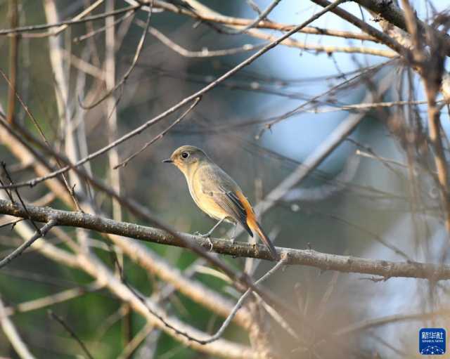 新华全媒+丨“鸟博士”见证长江上游最大江心岛生态蝶变