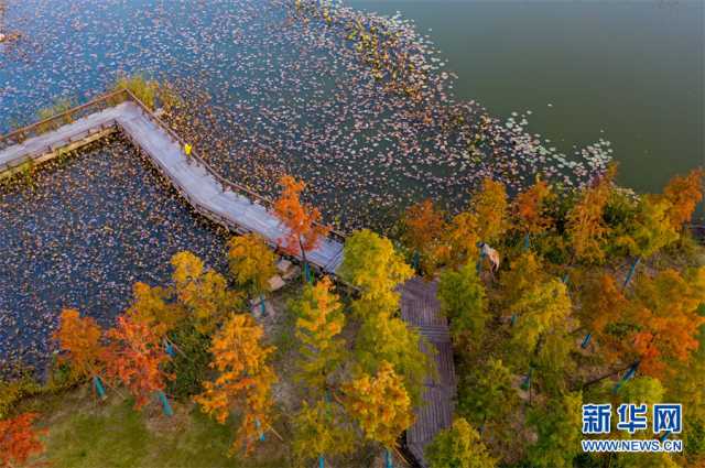 【“飞阅”中国】安徽淮北:湿地秋色醉人心 【“飞阅”中国】安徽淮北:湿地秋色醉人心