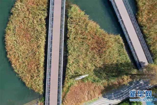 【“飞阅”中国】走进华侨城生态湿地公园 探访“湿地生态博物