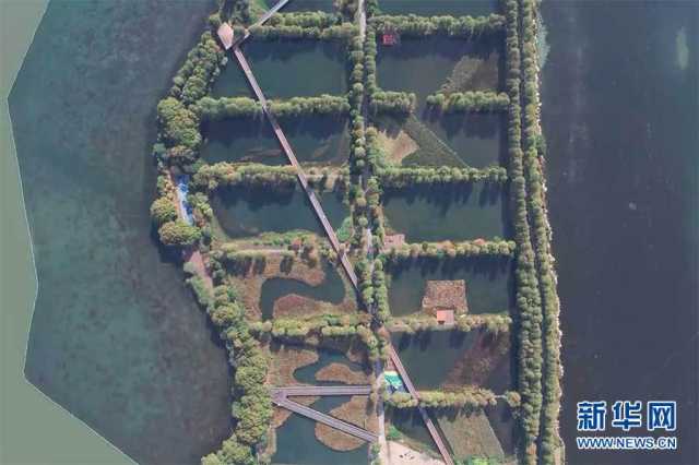 【“飞阅”中国】走进华侨城生态湿地公园 探访“湿地生态博物