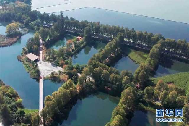 【“飞阅”中国】走进华侨城生态湿地公园 探访“湿地生态博物