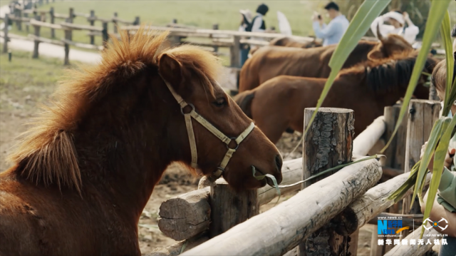 【“飞阅”中国】重庆广阳岛:江岛初冬美如画 【“飞阅”中国】重庆广阳岛:江岛初冬美如画