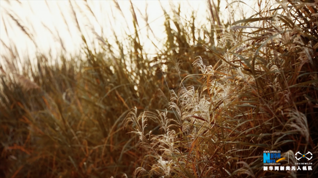 【“飞阅”中国】重庆广阳岛:江岛初冬美如画 【“飞阅”中国】重庆广阳岛:江岛初冬美如画