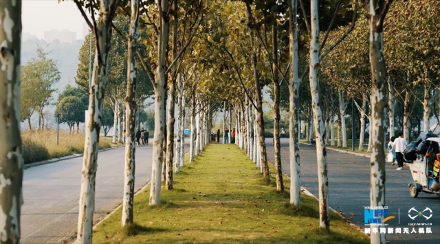 【“飞阅”中国】重庆广阳岛:江岛初冬美如画 【“飞阅”中国】重庆广阳岛:江岛初冬美如画