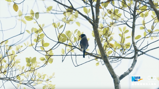 【“飞阅”中国】重庆广阳岛:江岛初冬美如画 【“飞阅”中国】重庆广阳岛:江岛初冬美如画