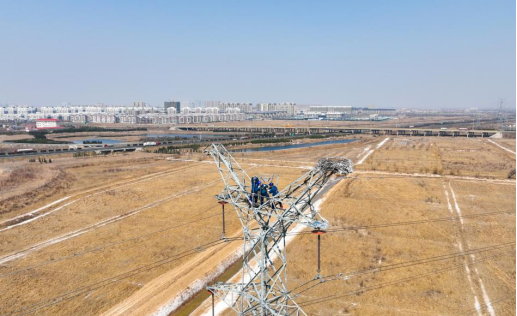 环境好不好,鸟儿最知道!黑天鹅东营安家 环境好不好,鸟儿最知道!黑天鹅东营安家