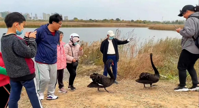环境好不好,鸟儿最知道!黑天鹅东营安家 环境好不好,鸟儿最知道!黑天鹅东营安家