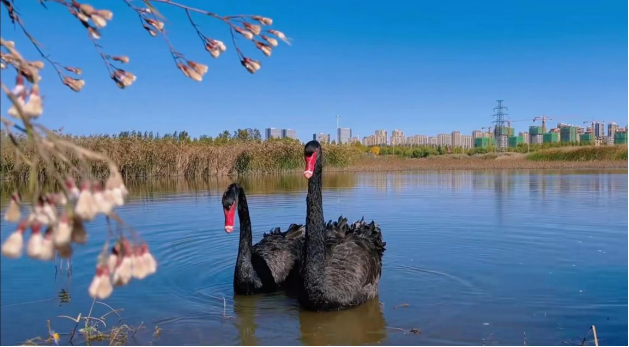 环境好不好,鸟儿最知道!黑天鹅东营安家 环境好不好,鸟儿最知道!黑天鹅东营安家