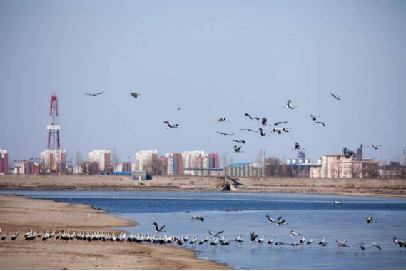 环境好不好,鸟儿最知道!黑天鹅东营安家 环境好不好,鸟儿最知道!黑天鹅东营安家