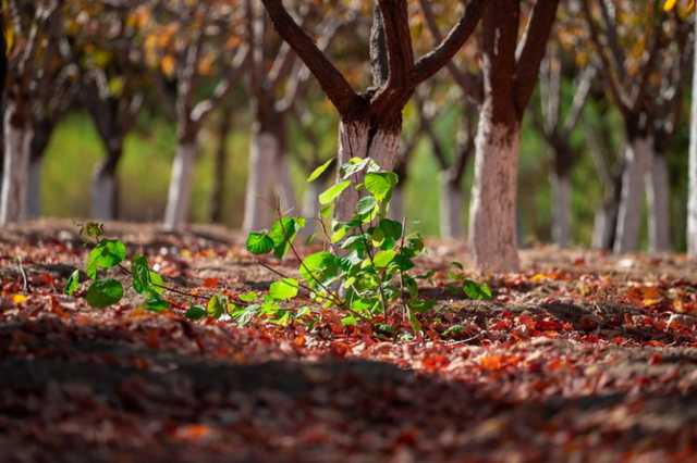 光影一瞥:白洋淀上的“破冰”美景 光影一瞥:白洋淀上的“破冰”美景