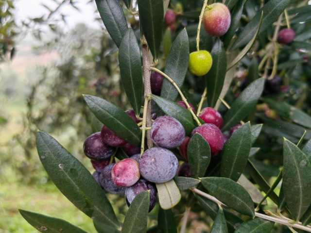 乡村振兴|四川金堂念好“绿色产业经” 乡村振兴|四川金堂念好“绿色产业经”