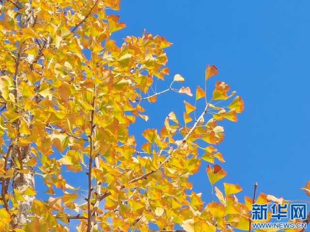 江西南昌:银杏金黄枫叶红 柿子累累挂枝头 江西南昌:银杏金黄枫叶红 柿子累累挂枝头