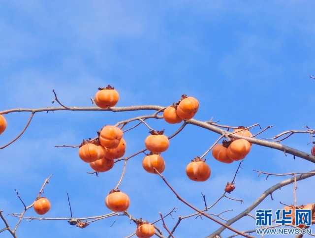 江西南昌:银杏金黄枫叶红 柿子累累挂枝头 江西南昌:银杏金黄枫叶红 柿子累累挂枝头