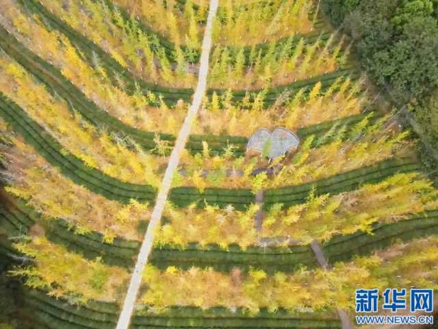 江西南昌:银杏金黄枫叶红 柿子累累挂枝头 江西南昌:银杏金黄枫叶红 柿子累累挂枝头