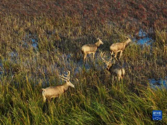 大美湿地城市|盐城 大美湿地城市|盐城