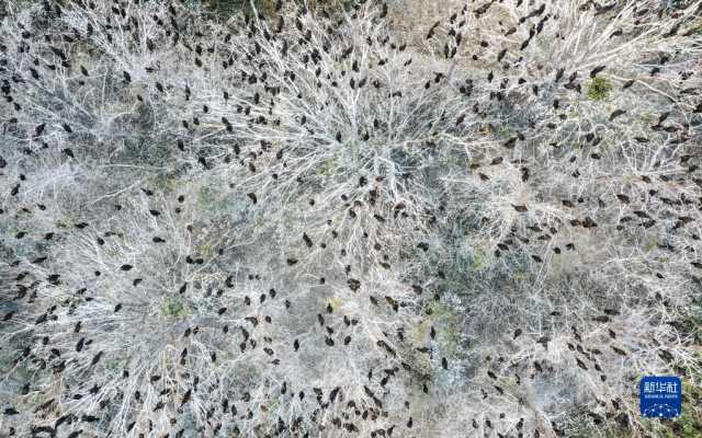 大美湿地城市|盐城 大美湿地城市|盐城