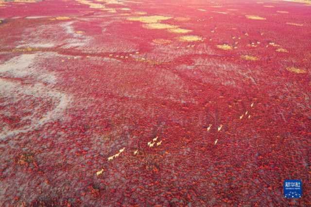 大美湿地城市|盐城 大美湿地城市|盐城