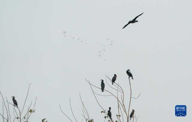 大美湿地城市|盐城 大美湿地城市|盐城