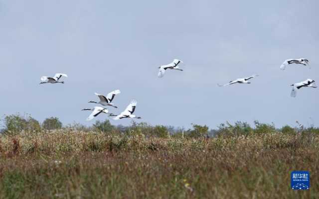 大美湿地城市|盐城 大美湿地城市|盐城