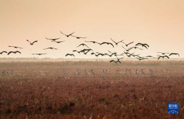 大美湿地城市|盐城 大美湿地城市|盐城