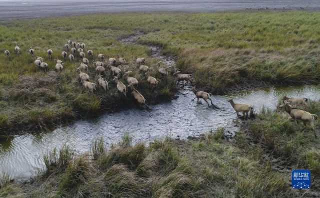 大美湿地城市|盐城 大美湿地城市|盐城
