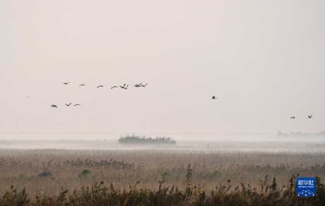 大美湿地城市|盐城 大美湿地城市|盐城