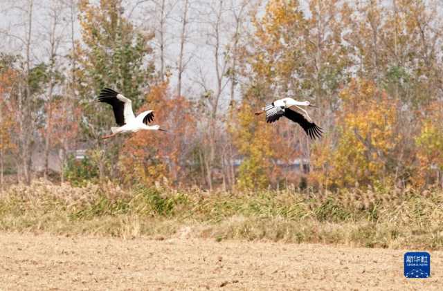 大美湿地城市|盐城 大美湿地城市|盐城