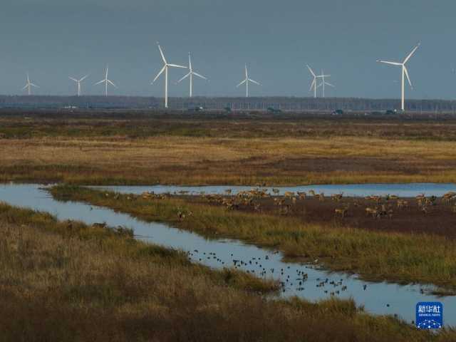 大美湿地城市|盐城 大美湿地城市|盐城