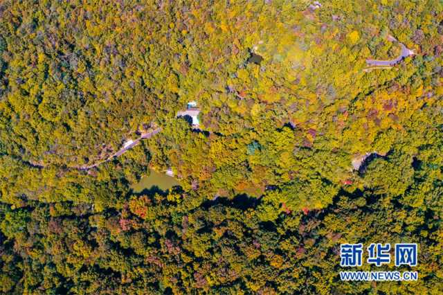 【“飞阅”中国】南京栖霞山：“彩枫”斑斓 如诗如画