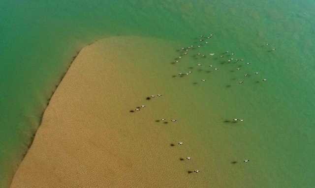 新华全媒+丨“塞上湖城”银川:湿地生态好 候鸟纷纷来 新华全媒+丨“塞上湖城”银川:湿地生态好 候鸟纷纷来