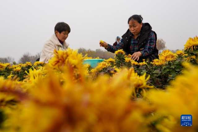 山东无棣：菊花丰收