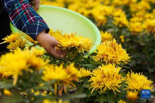 山东无棣：菊花丰收