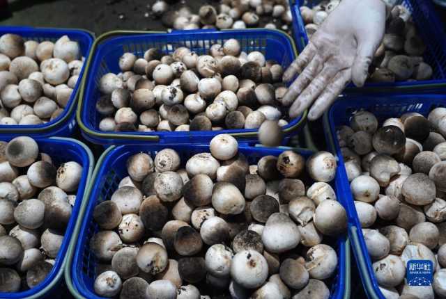 “秸秆种菇”促增收 “秸秆种菇”促增收