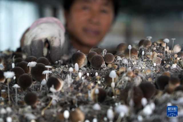 “秸秆种菇”促增收 “秸秆种菇”促增收