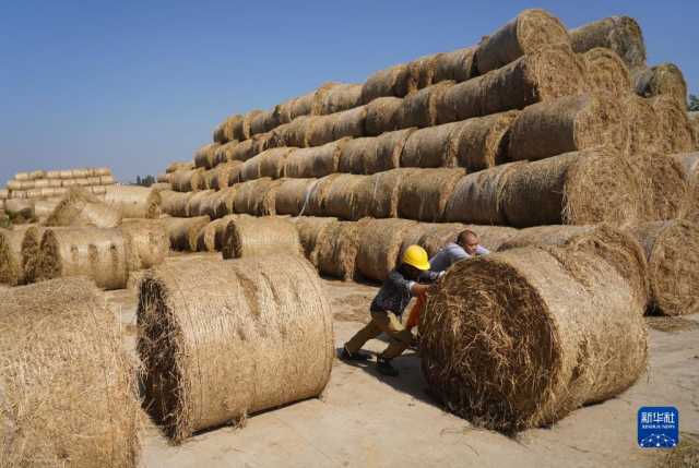 “秸秆种菇”促增收 “秸秆种菇”促增收