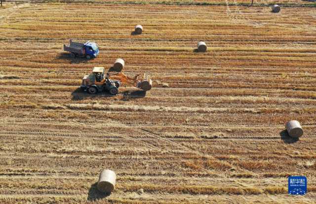 “秸秆种菇”促增收 “秸秆种菇”促增收