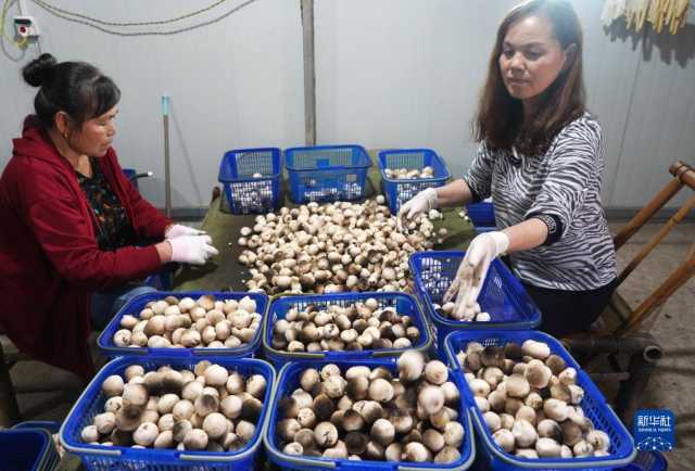 “秸秆种菇”促增收 “秸秆种菇”促增收