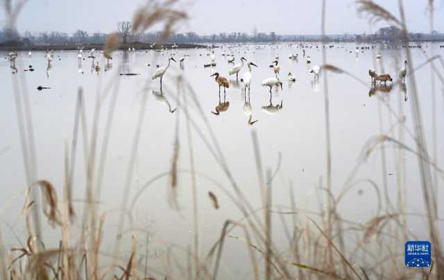 大美湿地城市丨南昌