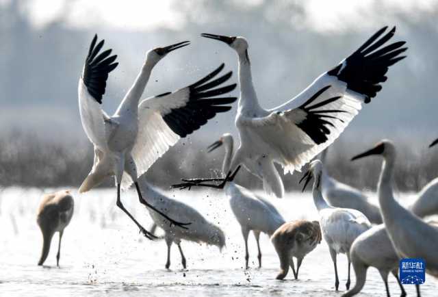 大美湿地城市丨南昌