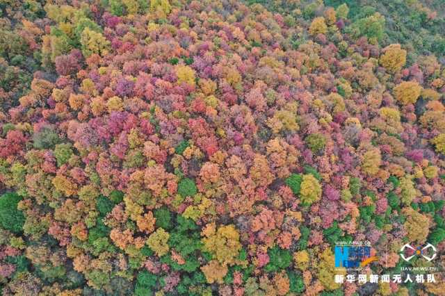 【“飞阅”中国】甘肃陇南：层林尽染披“彩衣”