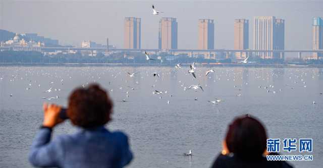 【“飞阅”中国】武汉江夏:秋水长天 候鸟翔集 【“飞阅”中国】武汉江夏:秋水长天 候鸟翔集