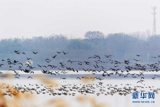 【“飞阅”中国】武汉江夏:秋水长天 候鸟翔集 【“飞阅”中国】武汉江夏:秋水长天 候鸟翔集