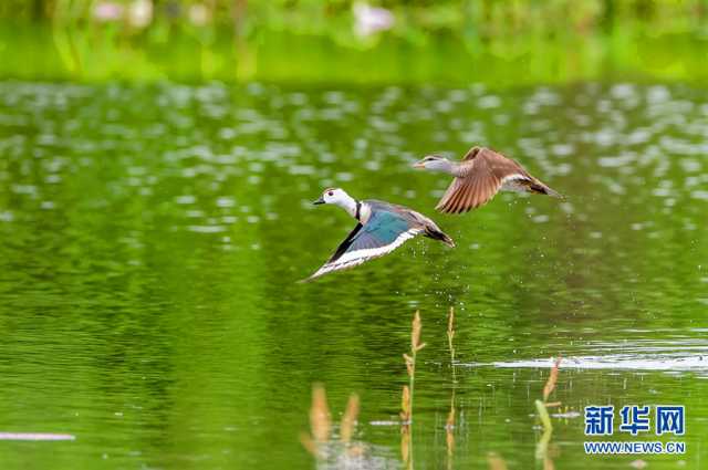 【“飞阅”中国】武汉江夏:秋水长天 候鸟翔集 【“飞阅”中国】武汉江夏:秋水长天 候鸟翔集