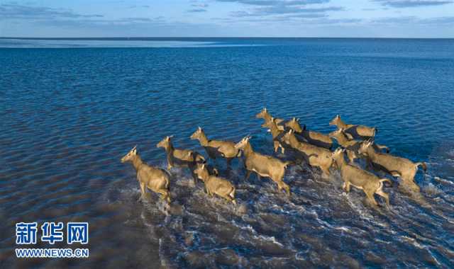 【“飞阅”中国】盐城大丰：遇见五彩斑斓的“野鹿荡”