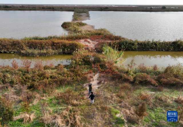新华全媒＋丨江苏盐城：湿地珍禽守护人